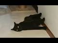 Cats Forget To Think