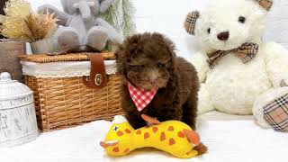 トイプードルの動画01