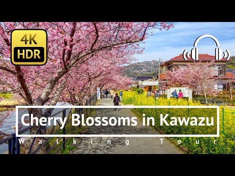 [4K/HDR/Binaural] Cherry Blossoms in Kawazu Walking Tour - Shizuoka Japan