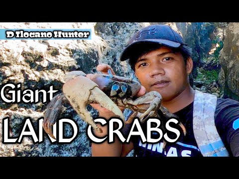 e54 Hunting GIANT LAND CRAB | KURAY in the Philippines #HARABAS