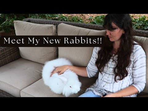 Giant Angora Rabbits