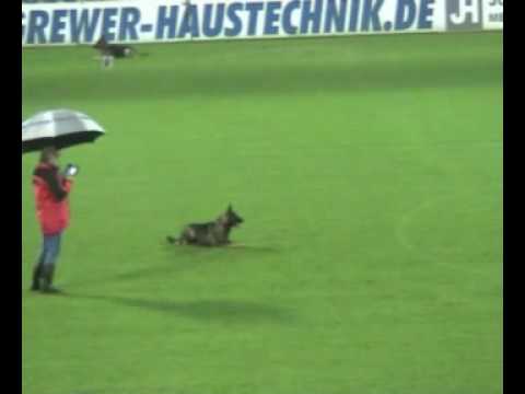 Ayk Aykmar - WUSV 2009 Krefeld - Poslušnost (87b.)