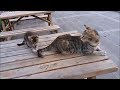 Mama Cat S Reaction To Her Kitten When Kitten Biting Her Tail