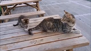 Mama Cat&#39;s Reaction to her kitten, When Kitten biting her tail