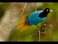 Birds-of-Paradise Project Introduction mp3