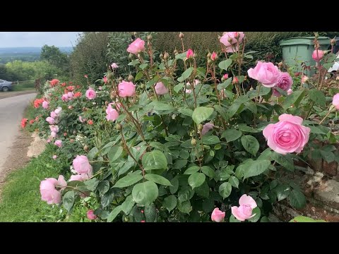 Rose Garden Tour May | David Austin Roses | Kordes Roses