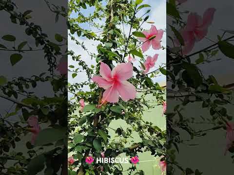 #flowers #hibiscus #beautifulflowers