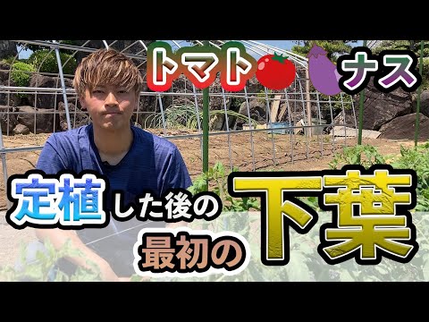 イラクサとトマトの植え付け: イラクサの葉を植え穴に入れるのはなぜですか?  庭園