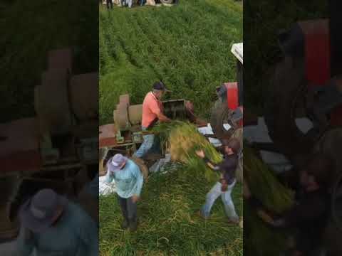 Colheita de arroz dia 07/03/2026 no bairro lagoa .nova resende Minas Gerais