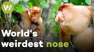 Male Proboscis Monkey puts on a show to chase off rivals and to impress his ladies
