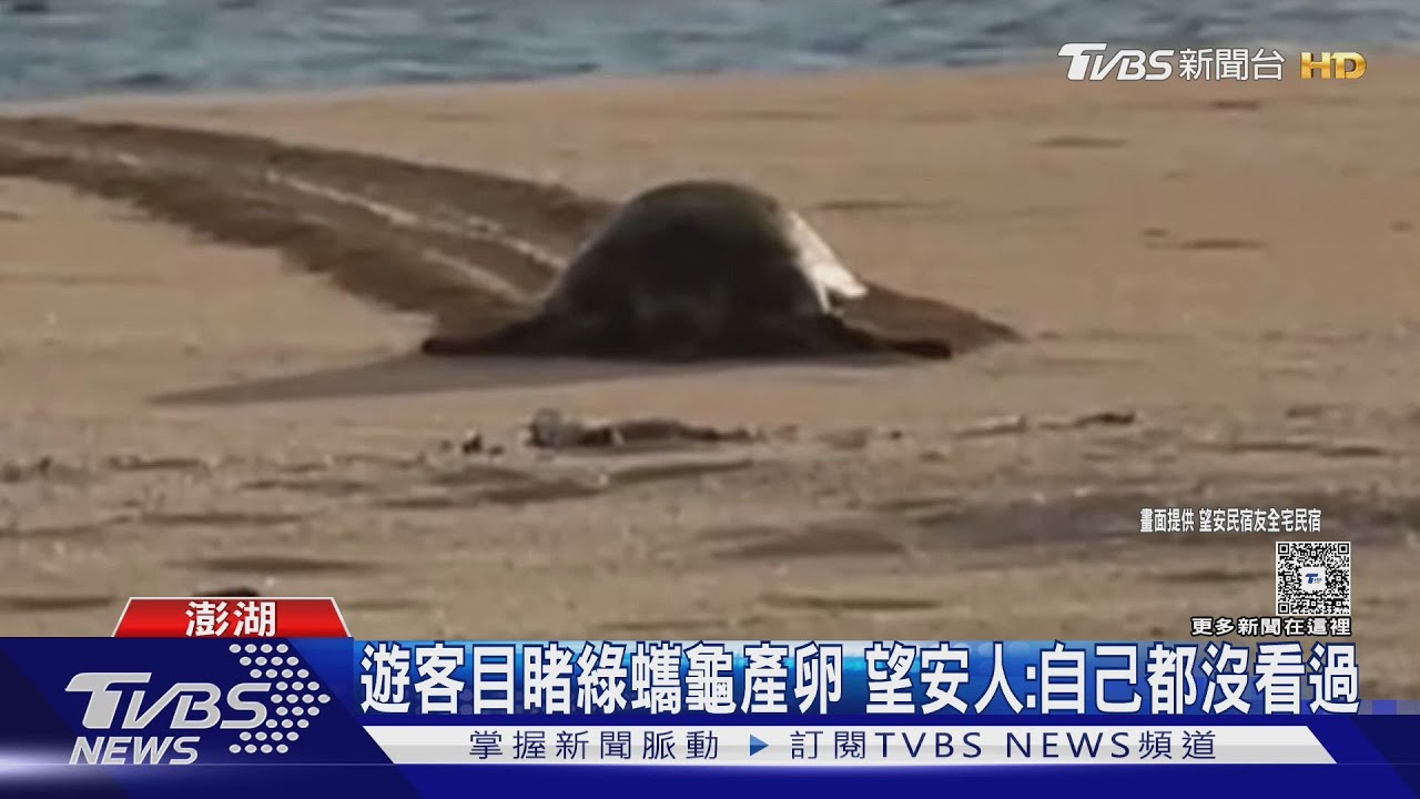 遊客目睹綠蠵龜產卵!望安人:自己都沒看過