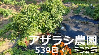 10月下旬　今日は10月30日ですね！【アザラシ農園539日】
