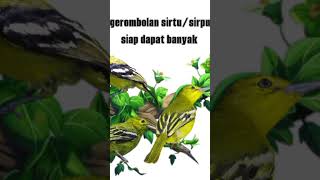 Download lagu pikat burung sirtu/cipoh #pikatanburung #masterpikat #burung #burungmasteran #pikatburung mp3