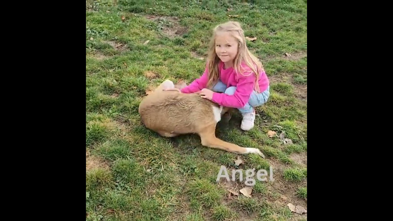 Enlarge Adoption Pending - Angel, a Adoptable Mixed Breed in Emmett, ID video 4/4