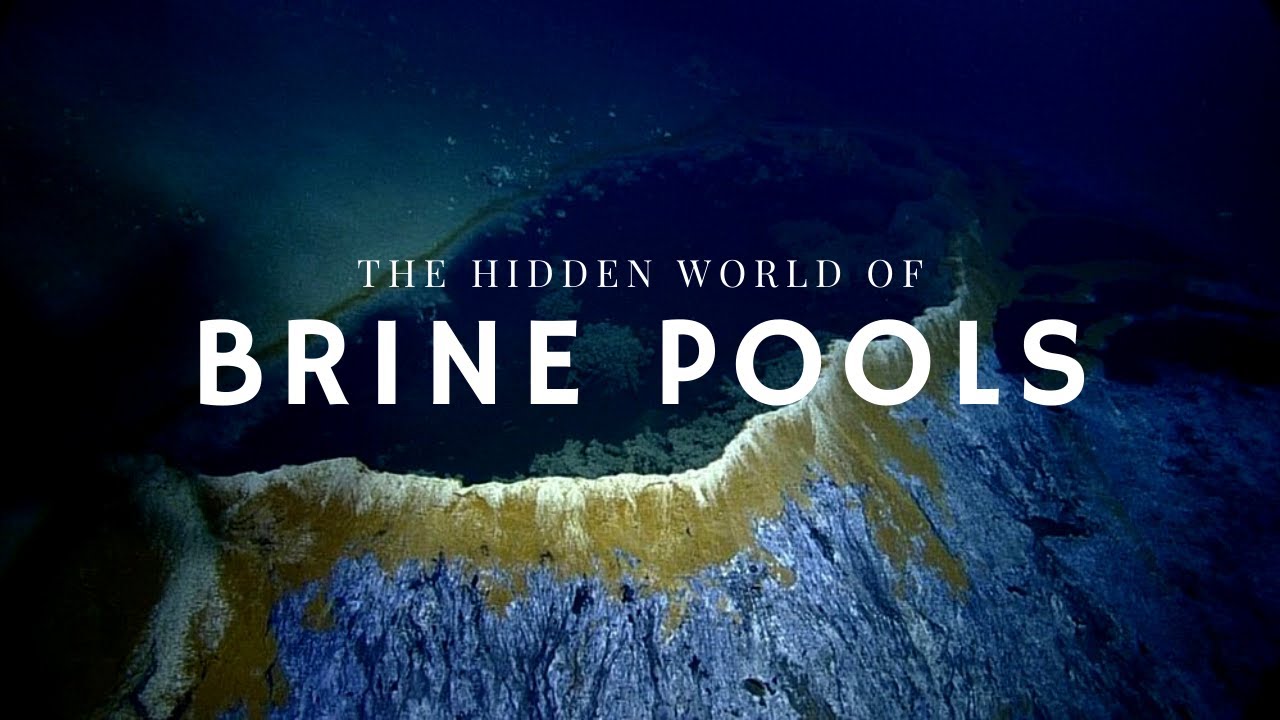The Secret Life of Brine Pools