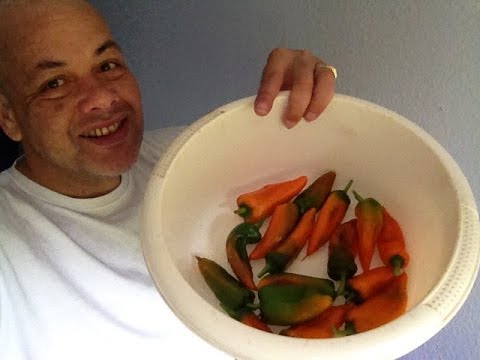 GIGANTIC MADAME JEANETTE MIXED ADJOEMA  - 2014