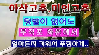 [텃밭농부 1,522]  미인고추. 아삭고추를 손쉬운 방법으로 키운다. #고추재배 #미인고추재배 #아삭고추재…