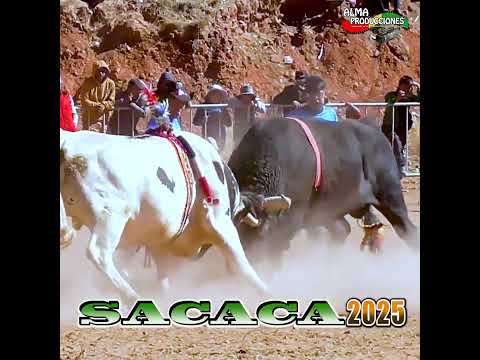 La fiesta de San  Isidro SACACA 2026 T2, "Loco Rambo-Cholo". #shortsviral  #almaproduccionesbolivia
