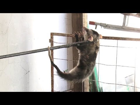 Casa em Rio Claro recebe uma visita, no mínimo, inusitada