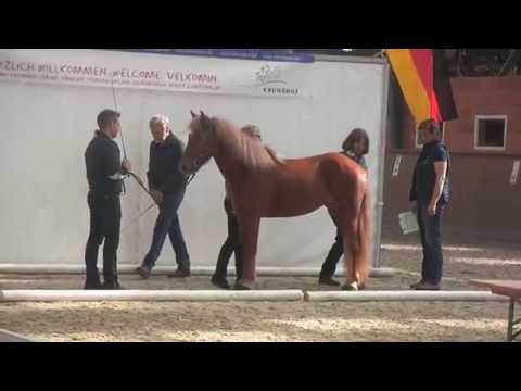 FIZO Kronshof Montag 29.08.2016