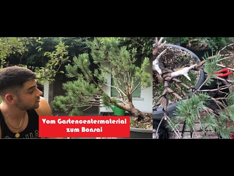 From Bush to Bonsai: Waldkiefer Teil 2 (1/2) - Totholzbehandlung und drathen, Bonsai für Anfänger