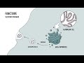 Golgi Apparatus