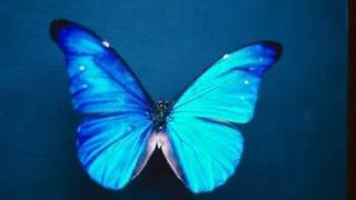"The man and the butterfly"