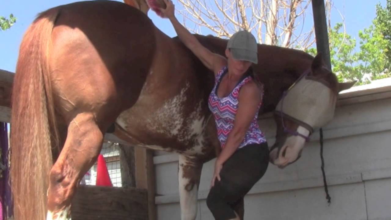 Tranny Horse