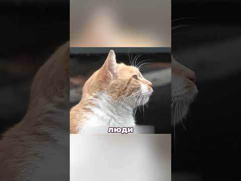 Двести пакетов корма: зачем кошка их крала 🐾 #котёнок #материнство