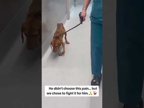 For any help consider donating link in bio to save a stray life in Los Angeles#usashorts#saveladogs