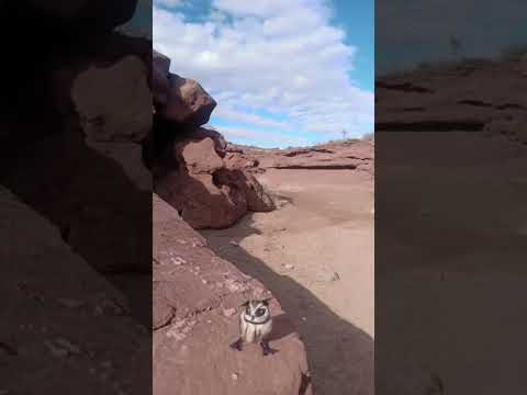 Lechuza_viajera_fieltro_chocon_cañadon #artetextil #needlefelting #lechuza #chocon #buho #chocon