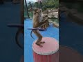 The Monkey