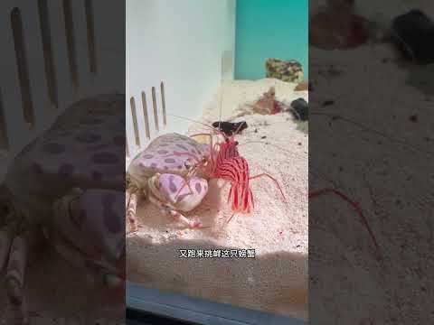 How powerful is the toxin of the flaming squid Animal World All Things Cute Project Fantastic Be