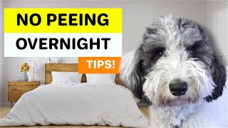I Trained My Puppy to Hold His Pee Overnight (TIPS!)