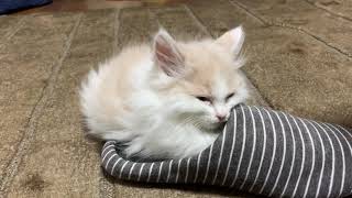 スリッパ猫