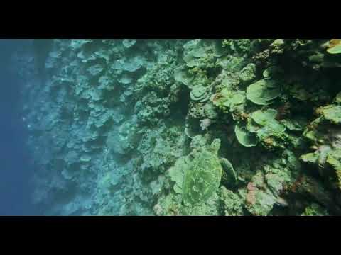 Faille St Etienne - tahitian underseas