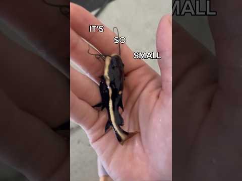 Redtail Catfish Growth