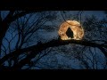OWL Sounds For Sleep Bird Owl Cat Sitting On A Tree With Blue Sky And Orange Moon