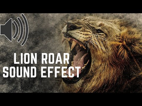 Lion Roar 🦁 Sound Effect🔊