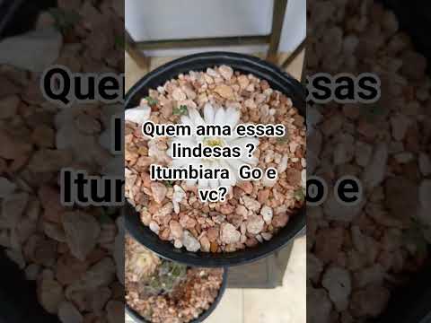 sou de itumbiara Go e vc ?