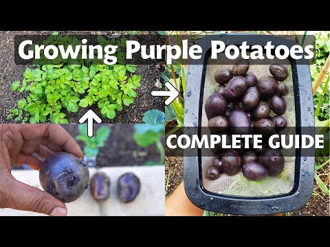 Growing Potatoes In Containers or Pots Gardening to Grow Epic Potatoes