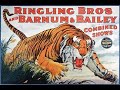 Ringling Bros And Barnum Bailey Circus 12 TIGERS