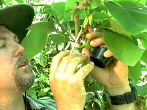 Cherimoya Hand Pollination Video