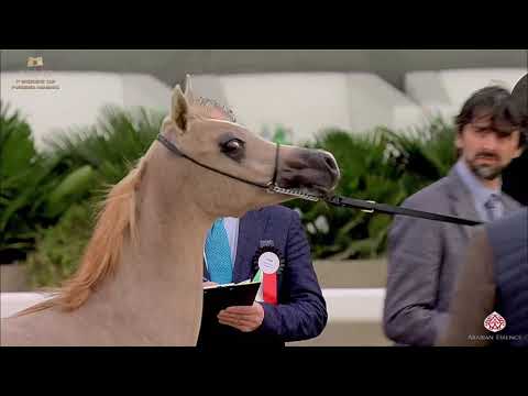N 54 HITAT AL WAWAN   The Breeders Cup   Kuwait 2020   Straight Egyptians   Yearling Fillies Class 1