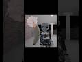 Ima Come Back Like A Boomerang Roblox Funny Meme Doorbell