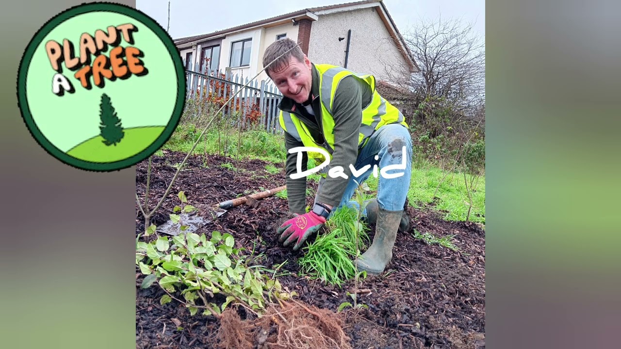 John Paul Construction's Stepping Stone Forest in Deansrath Community College November 2024