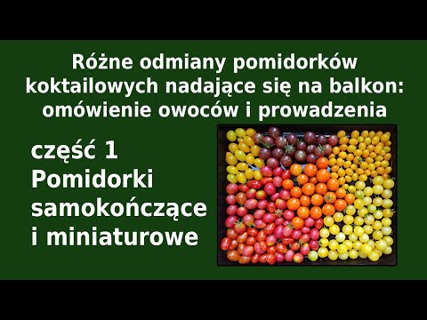 Odmiany pom. koktajlowych na balkon. Omówienie owoców i prowadzenia. Część 1: Pomidory samokończące.