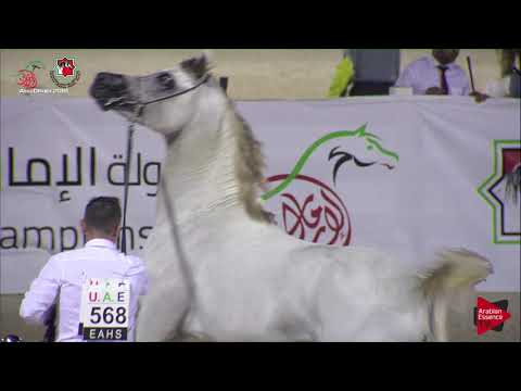 N 568 SQ RAKAN   UAE Nationals 2019