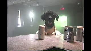 Menno Versteeg – “Bad Dog”