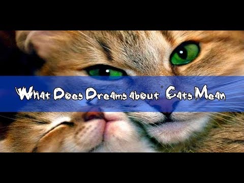 # 23 Cat Dreaming: What Does Dreams about Cats Mean ?